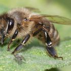 Bienchen klein, wollte nicht alleine sein.