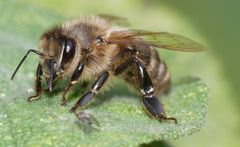 Bienchen klein, wollte nicht alleine sein.