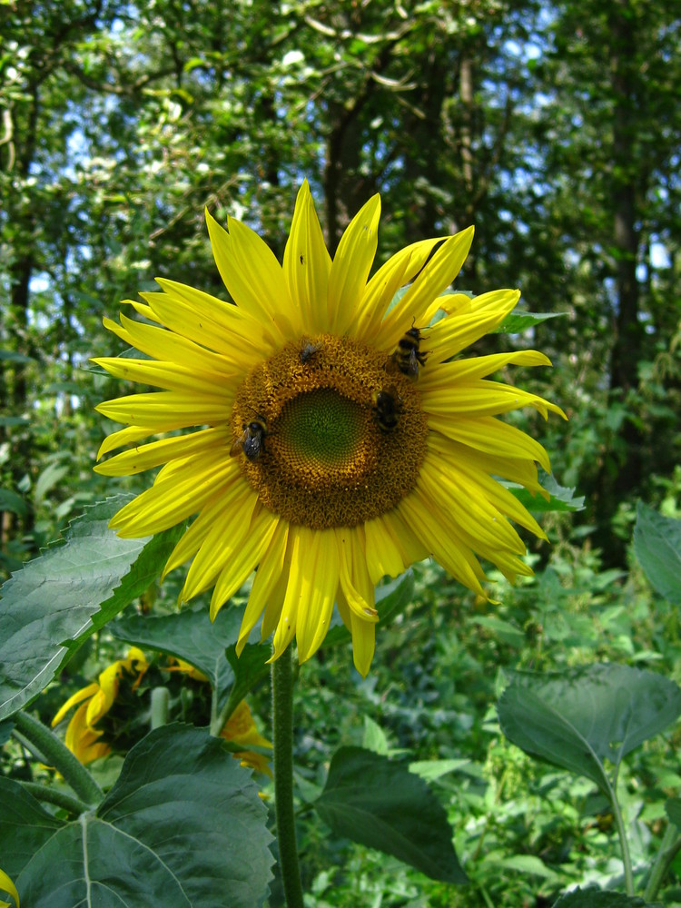 ........Bienchen kommt.......