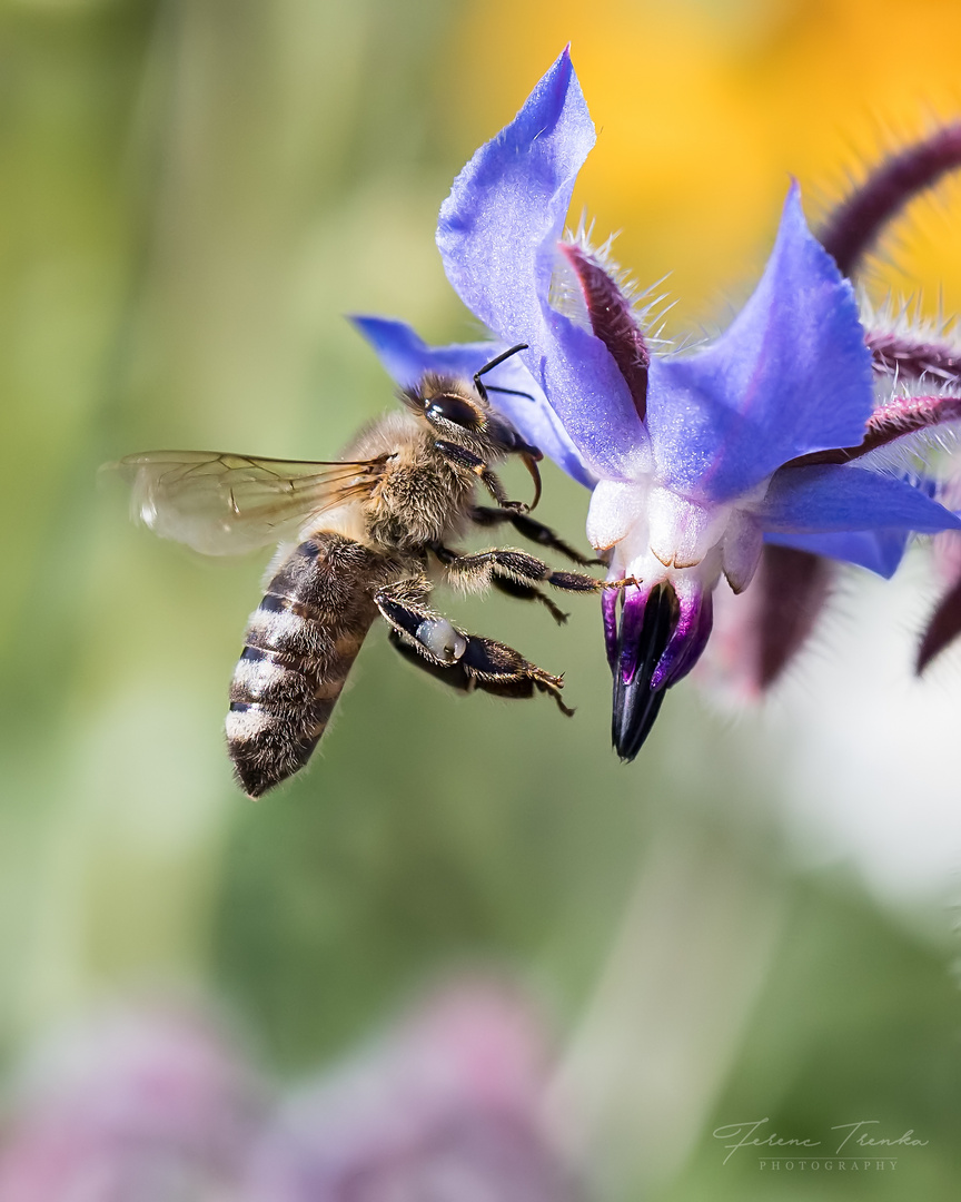 Bienchen kurz vor dem Andocken.