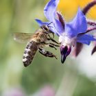 Bienchen kurz vor dem Andocken.