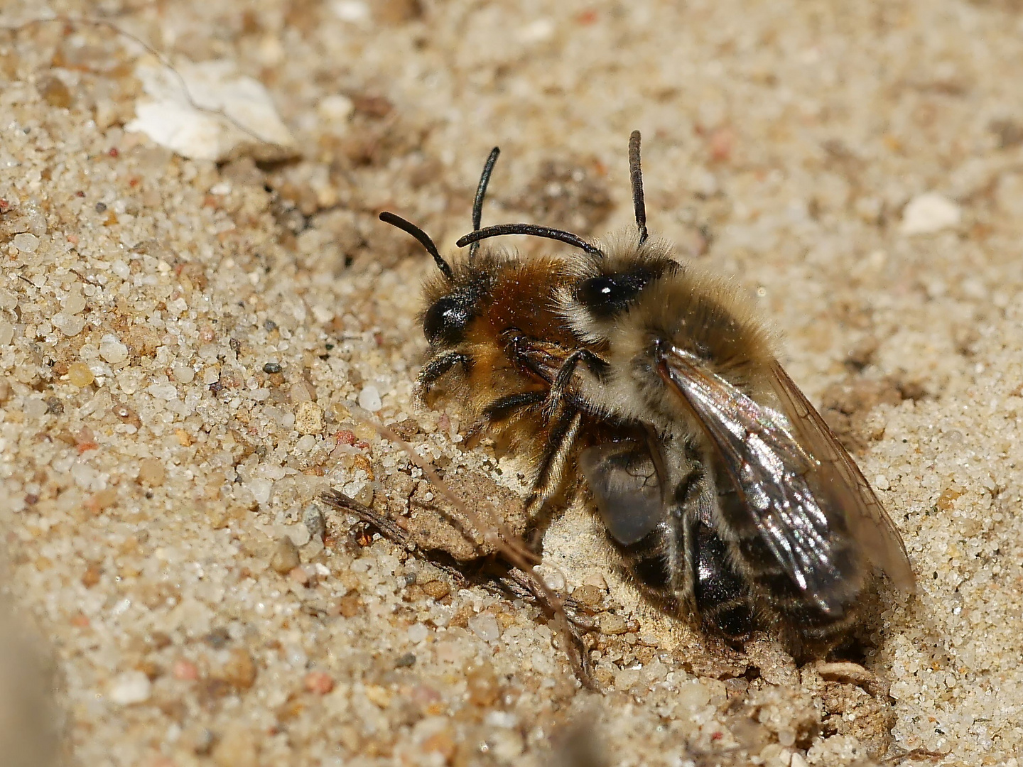 Bienchen - Liebe