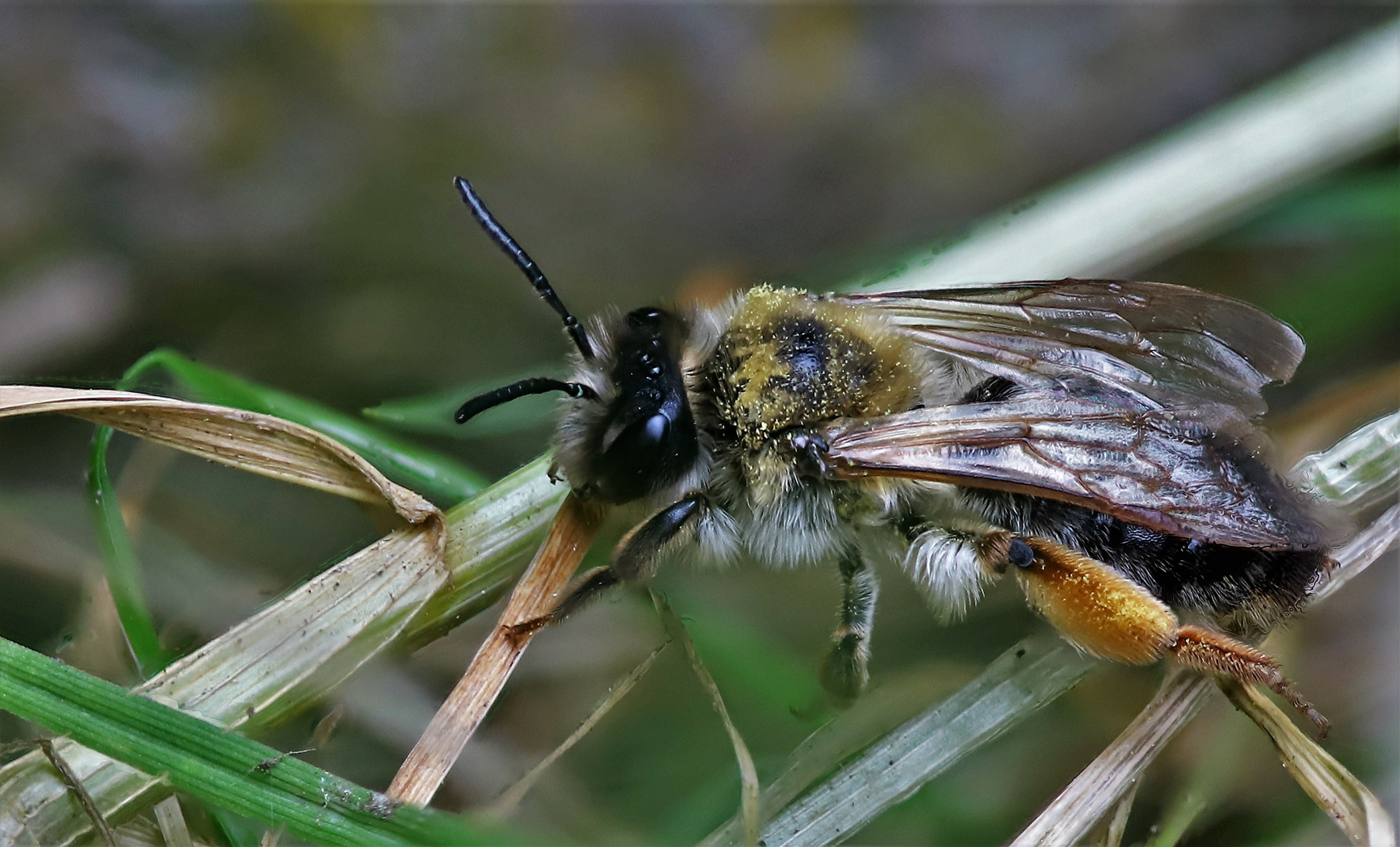 Bienchen macht Pause