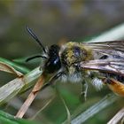 Bienchen macht Pause