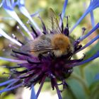 Bienchen mag Blümchen