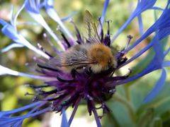 Bienchen mag Blümchen