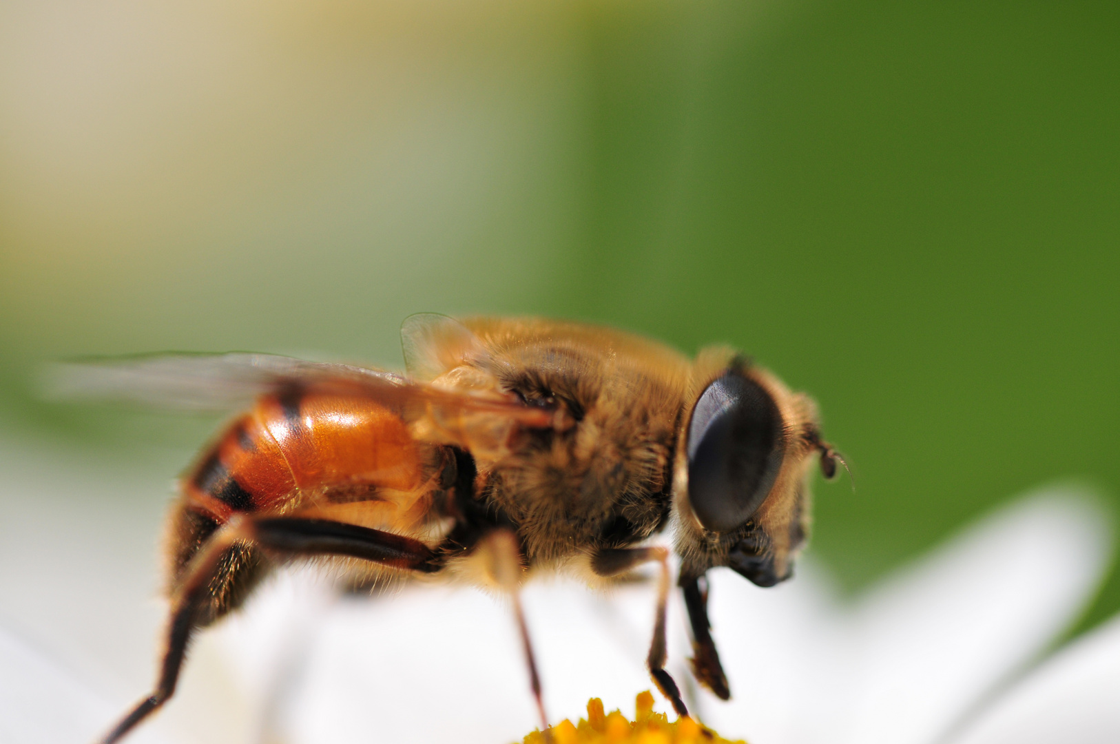 Bienchen mit 60 mm Festbrennweite