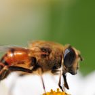 Bienchen mit 60 mm Festbrennweite