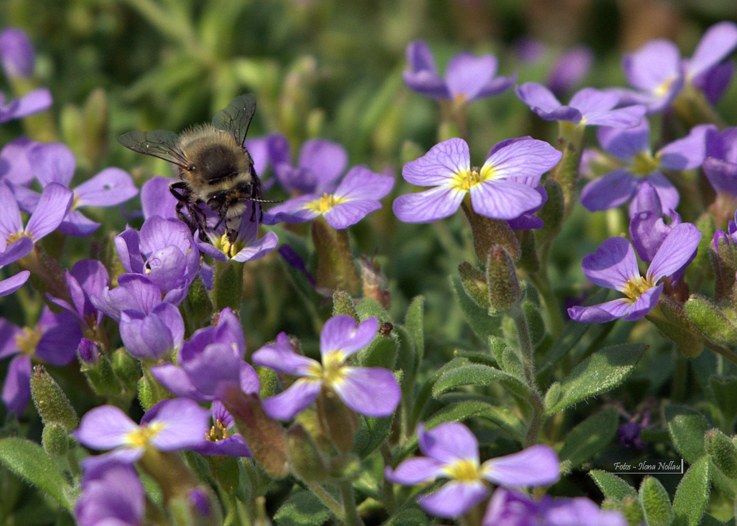 Bienchen mit Blümchen 