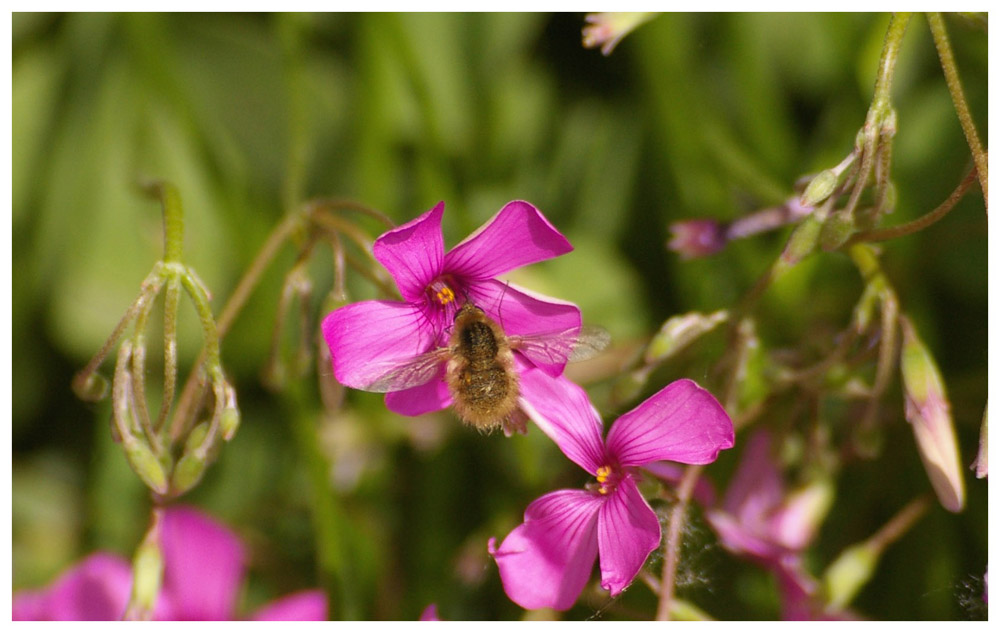 Bienchen mit Blümchen