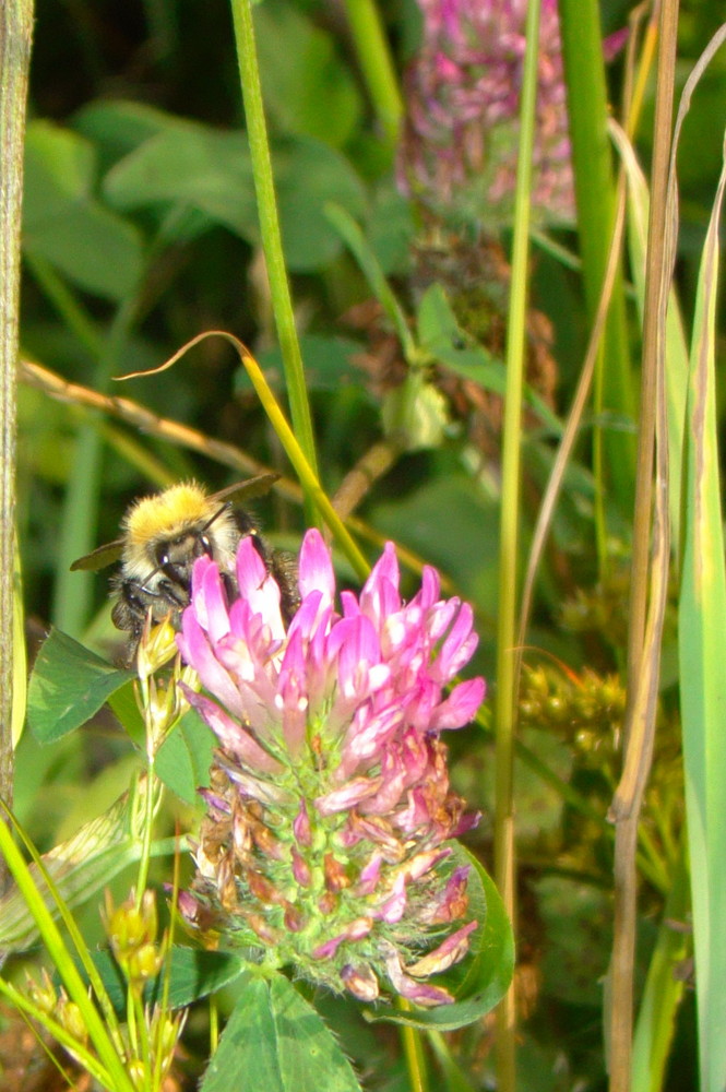 Bienchen mit Blümchen