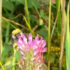 Bienchen mit Blümchen