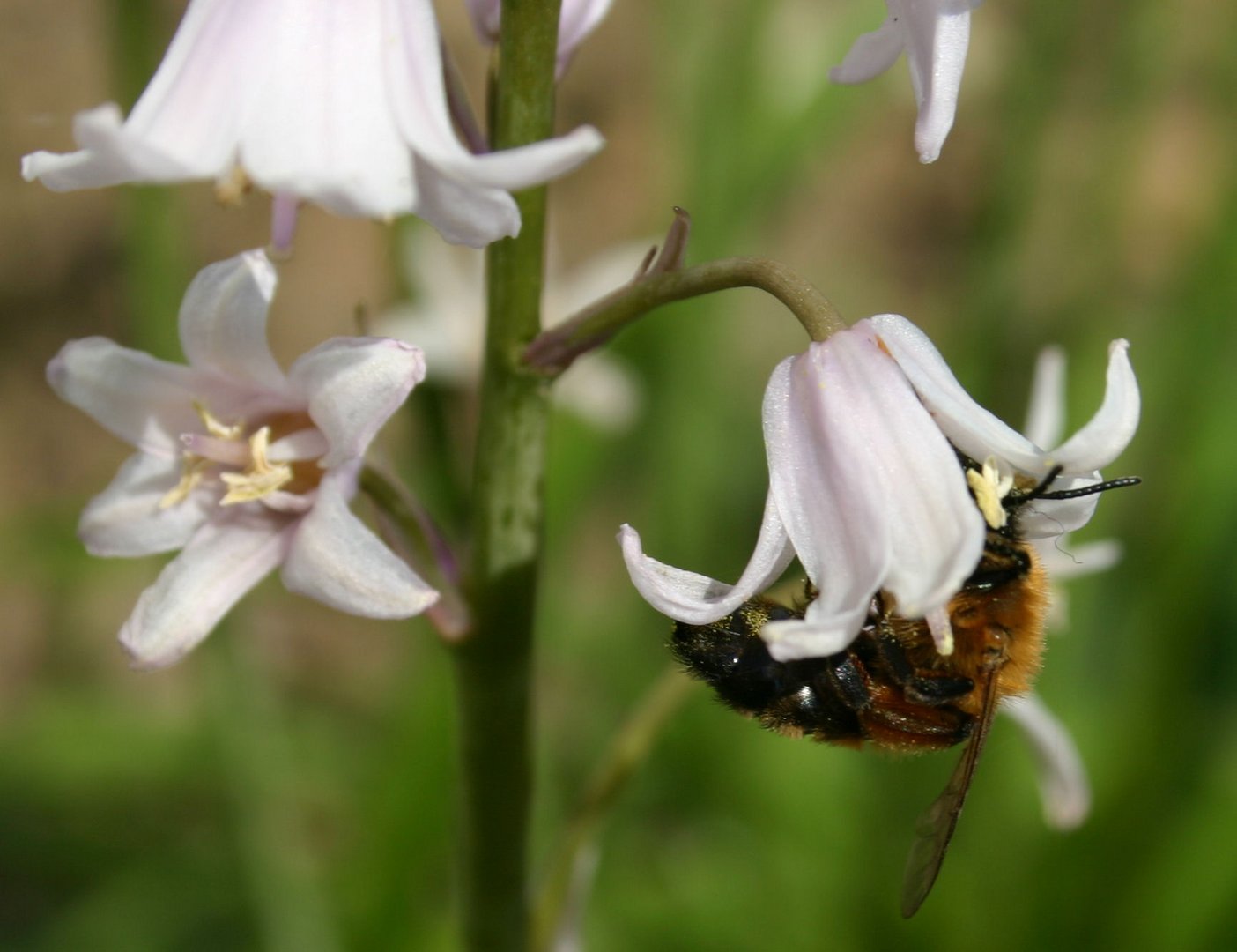 Bienchen mit Blümchen