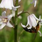 Bienchen mit Blümchen