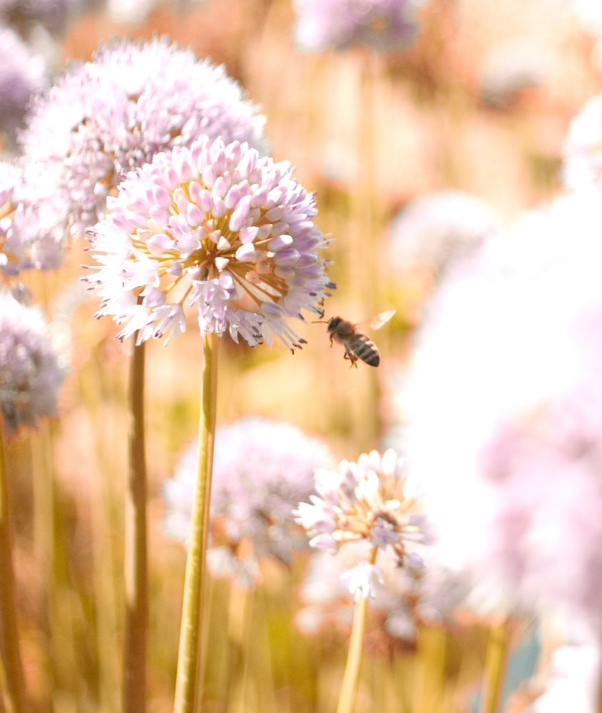 Bienchen mit Blümchen (ich weis ist ein doofer name) ;)