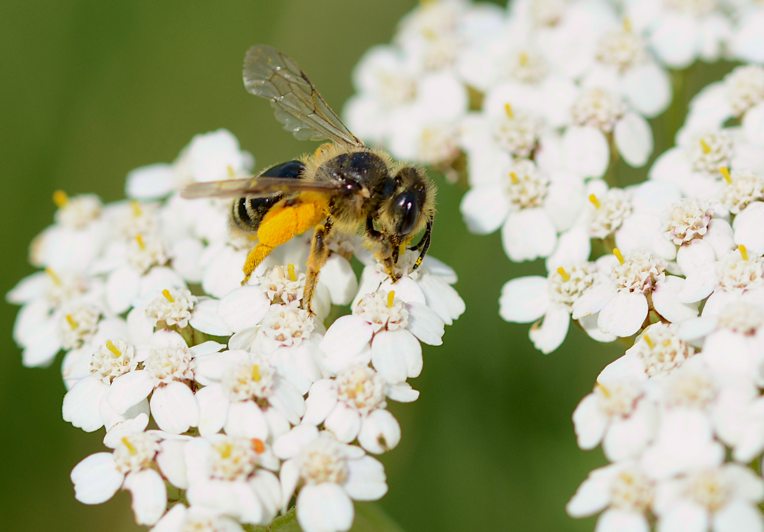 Bienchen mit Blütenstaub