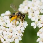 Bienchen mit Blütenstaub