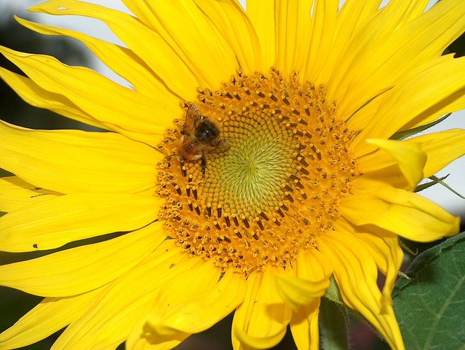 Bienchen mit dem Blümchen