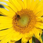 Bienchen mit dem Blümchen