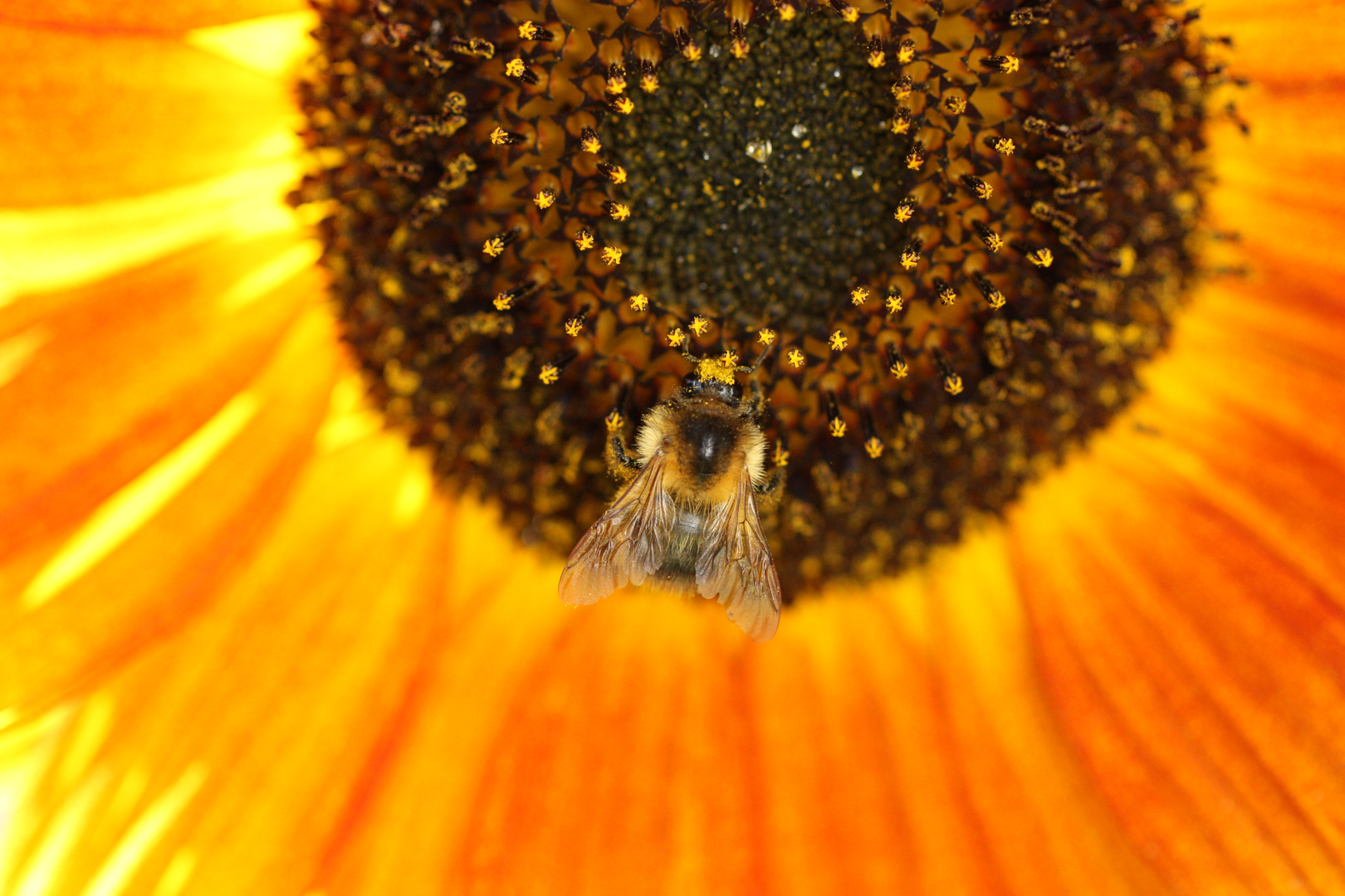 Bienchen mit Krönchen