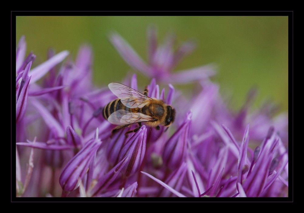 Bienchen mit Riesenlauch