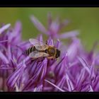 Bienchen mit Riesenlauch