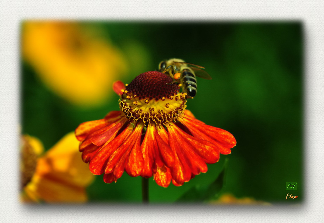 Bienchen mit 'vollen Hosen'.