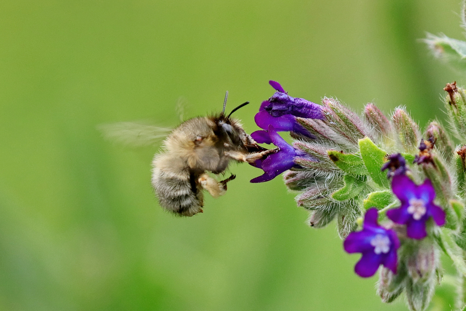 Bienchen naschte fleißig...