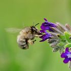 Bienchen naschte fleißig...