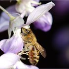 Bienchen nimmermüde