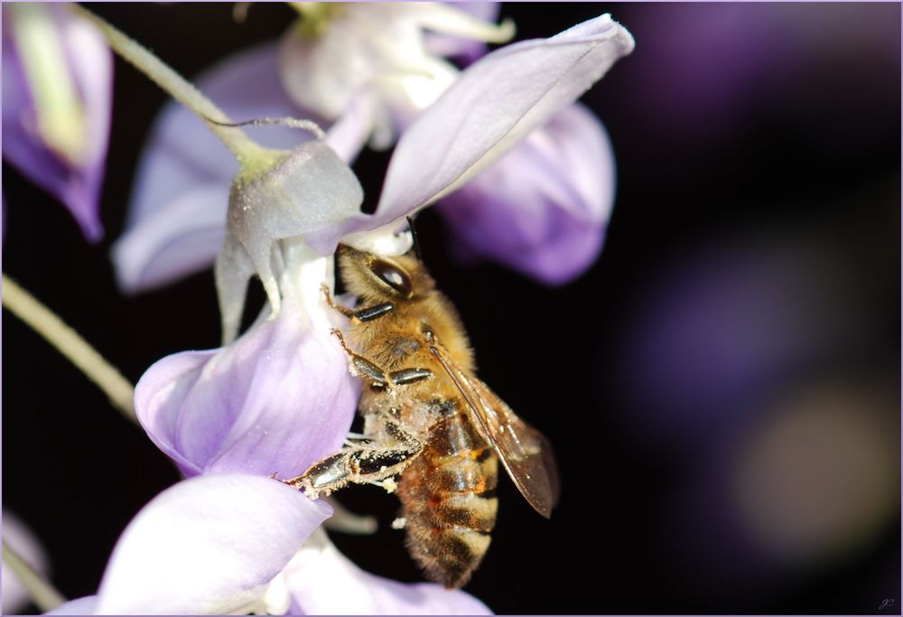 Bienchen nimmermüde