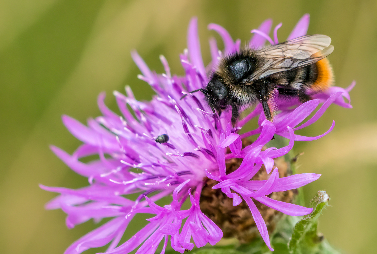 "BIENCHEN oder doch HUMMEL"?