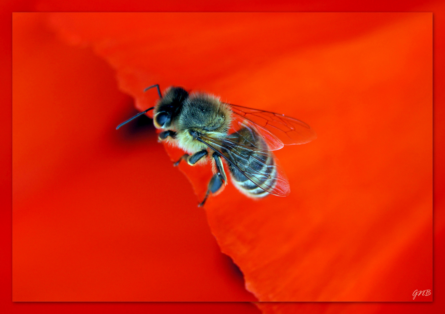 Bienchen - Olé!