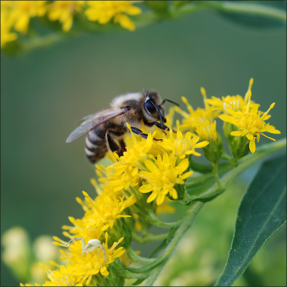 ~ Bienchen, pass auf dich auf ~