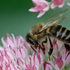 Bienchen sammelt