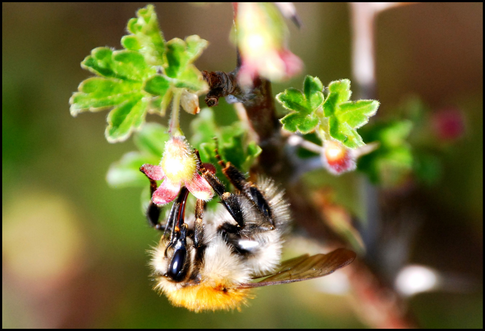 Bienchen sammelt fleißig