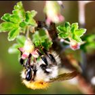 Bienchen sammelt fleißig