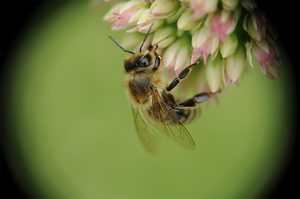 Bienchen sammle