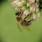 Bienchen sammle