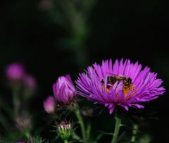 bienchen, spät unterwegs...