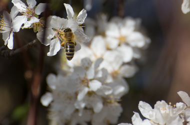 Bienchen stehen auf Pflanzen im Negligee 2