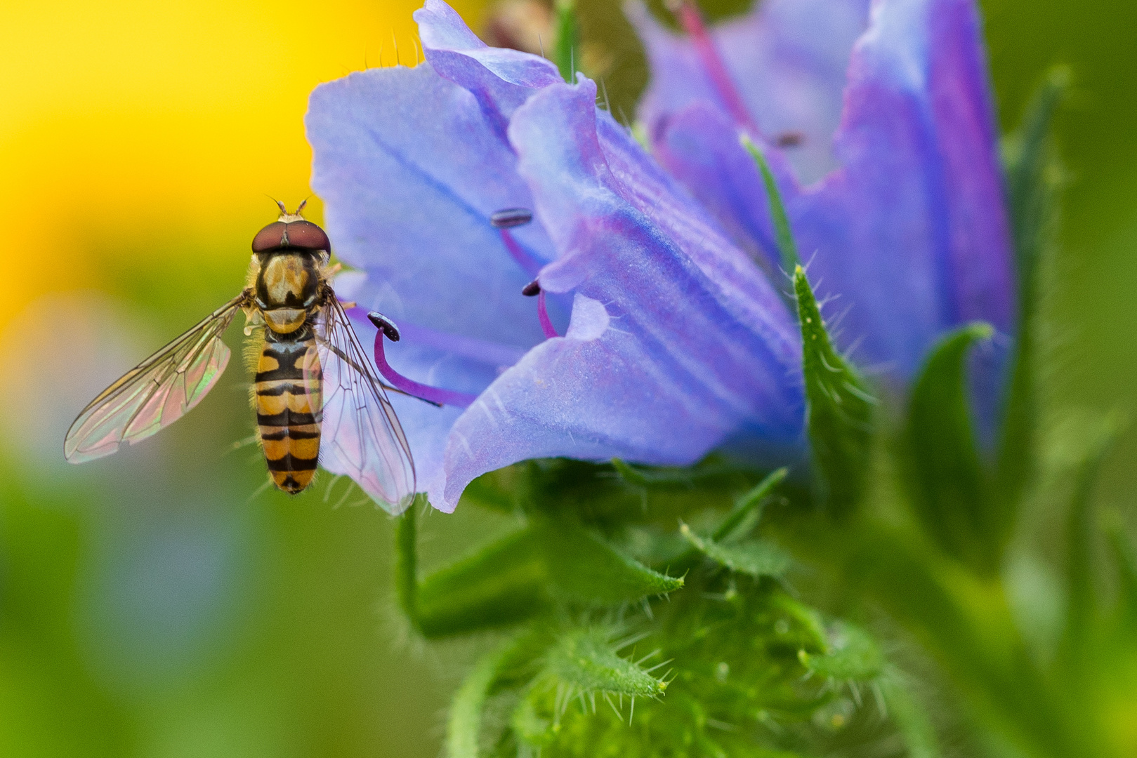 Bienchen sucht Blüte