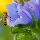 Bienchen sucht Blüte