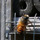 Bienchen sucht einen Unterschlupf