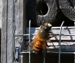 Bienchen sucht einen Unterschlupf