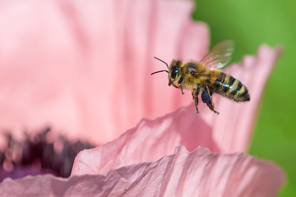 Bienchen sum sum sum