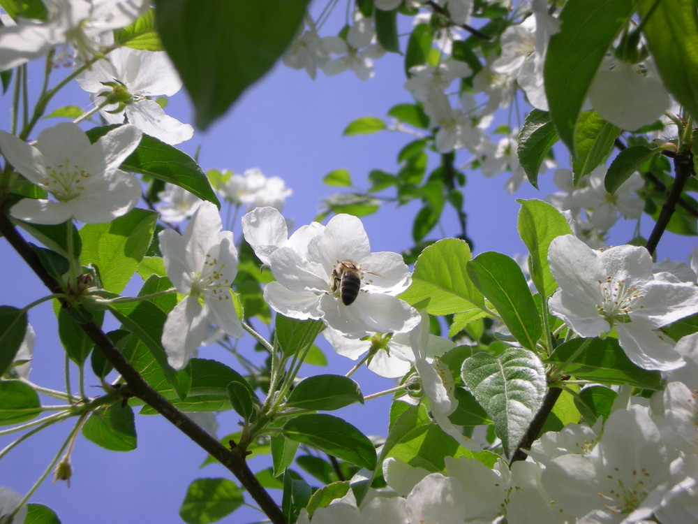 bienchen summ