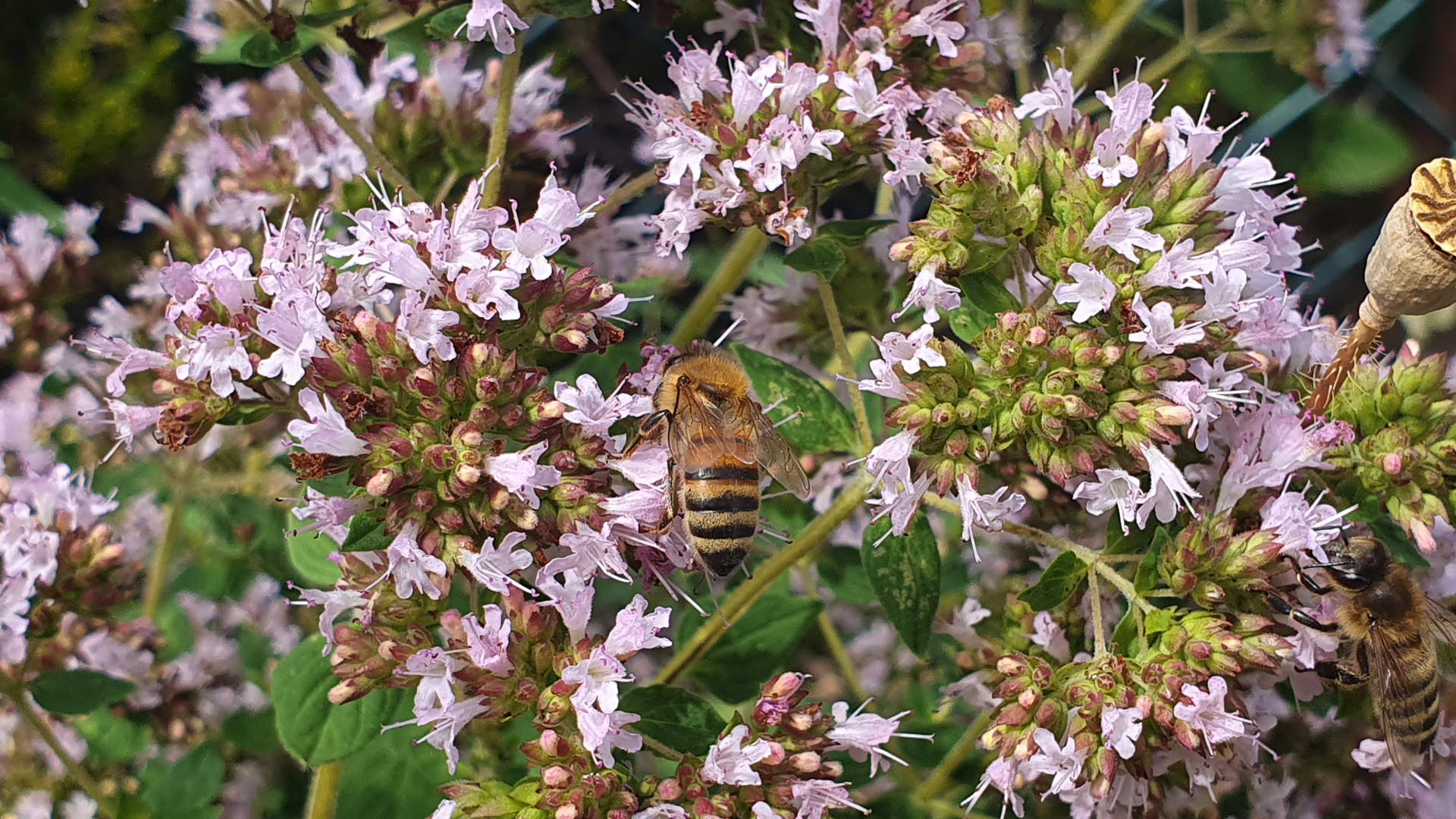 Bienchen summ***