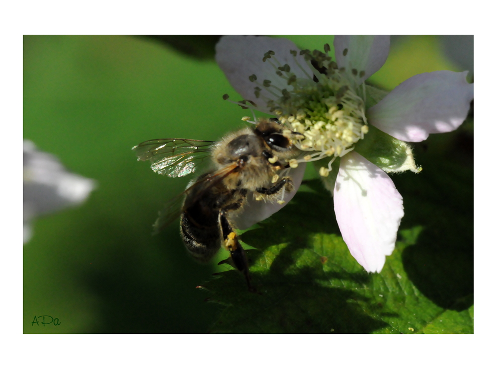 Bienchen summ! (3)