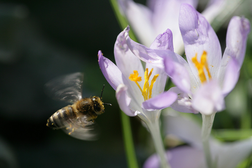 Bienchen summ... von Conny Müller